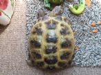 Horsfield : Male approx 6 years old (Moses)